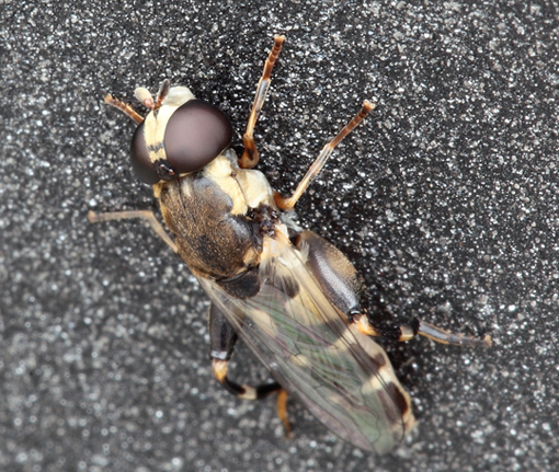 Syritta pipiens (Syrphidae)